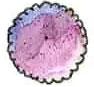 Illustration of Purple Pixie Loropetalum