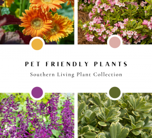 pet friendly plants