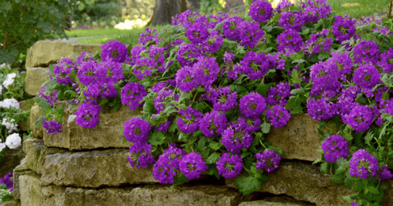 Purple EnduraScape™ Verbena image