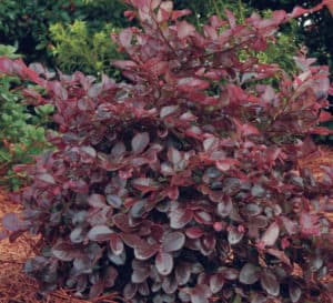 Purple Diamond Loropetalum in garden with pine straw and green leaves in the background