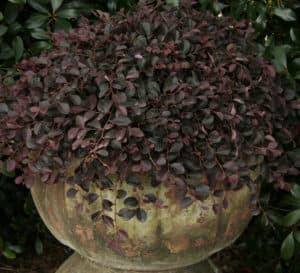 Purple Pixie Loropetalum in container in garden with green leaves in the background