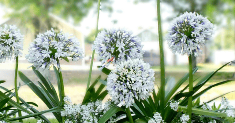 Queen Mum Agapanthus, white flowers with lavender bases