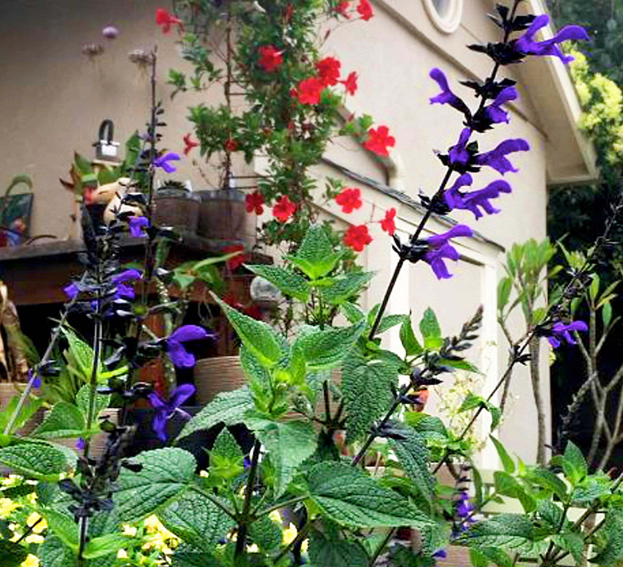 Bodacious® Rhythm & Blues Salvia - Southern Living Plants