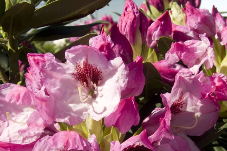 Radiance Southgate Rhododendron's big pink to white blooms with red freckles