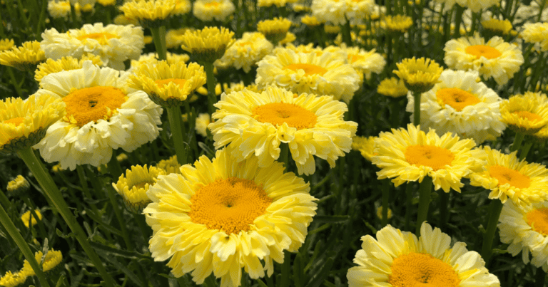 Leucanthemum - Southern Living Plants