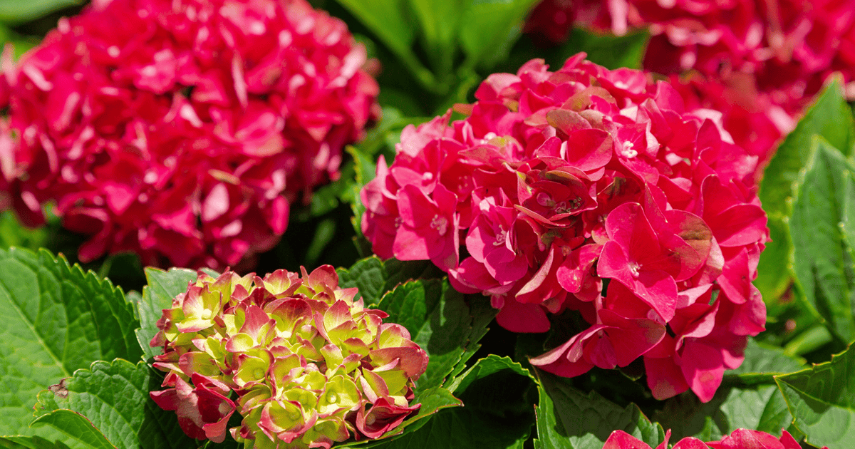 Close-up of bright red Heart Throb Hydrangea blooms with green-edged petals and glossy green foliage.