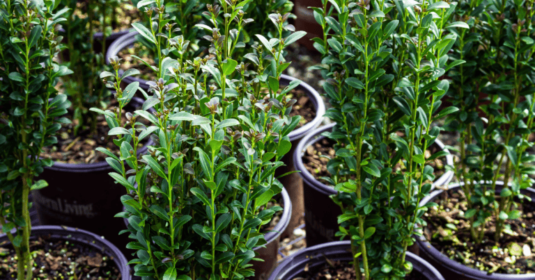 small Red Sky Ilex holly plants in nursery pot