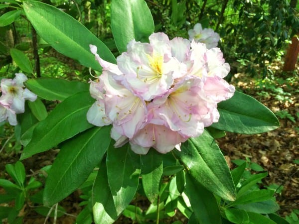The Grumpy Gardener's pink and white Rhododendron named 'Caroline'