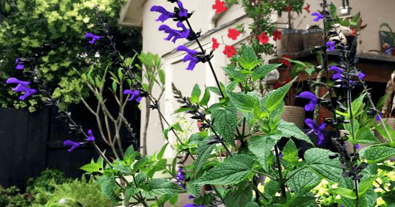 Bodacious® 'Rhythm & Blues' Salvia image