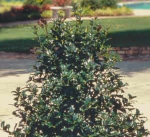 red robin holly planted in garden