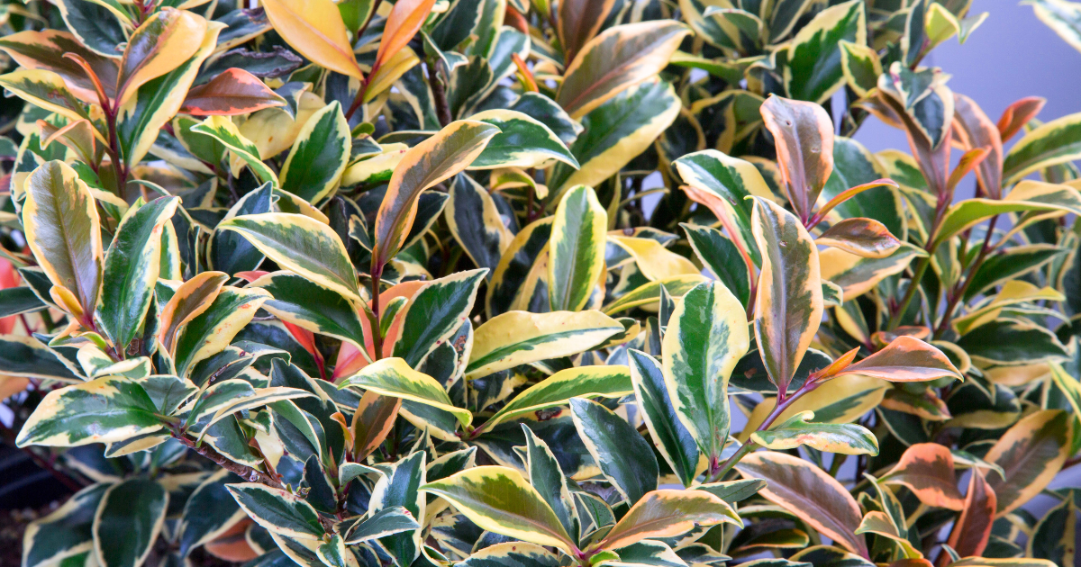 Romeo™ Cleyera with glossy green and cream variegated foliage showing warm rosy fall color.