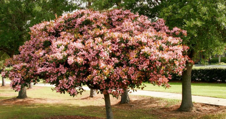 Indian Hawthorne - Southern Living Plants