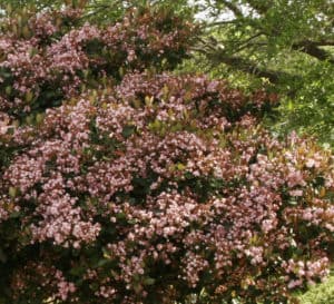 Rosalinda Indian Hawthorne bush with dark pink fragrant blooms