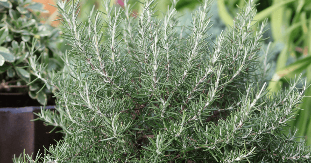 Potted rosemary plant with dense green, needle-like foliage in a black container.