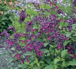 Love and Wishes Salvia, deep purple flowers with light green leaves close up