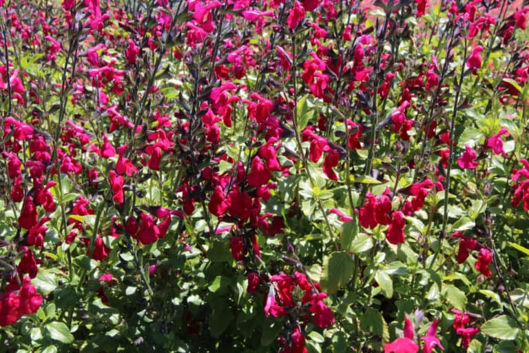 The many cranberry-red blooms stand out on medium green foliage