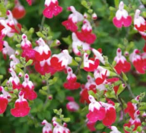Little Kiss Salvia blooms cover the sprawling greenery in red and white