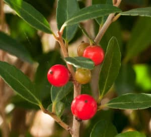 holly tree with dark green leaves and red berries