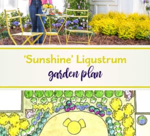 Sunshine Ligustrum Garden Plan close up
