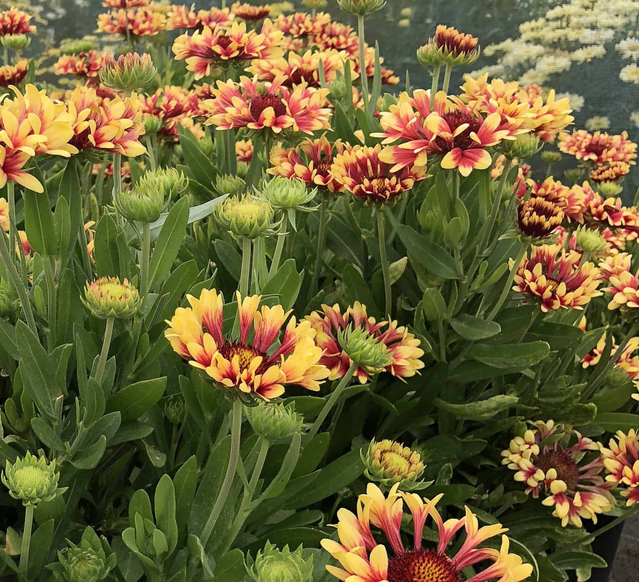 REALFLOR® 'Fanfare Showtime' Gaillardia Southern Living Plants