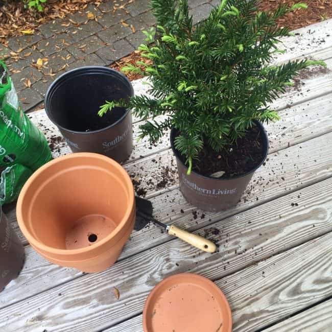 Southern Living Plant being potting with soil on a backyard deck