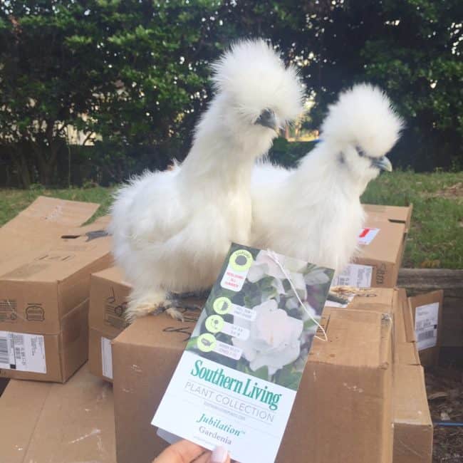 two chickens sitting on Southern Living Plant Collection boxes close up