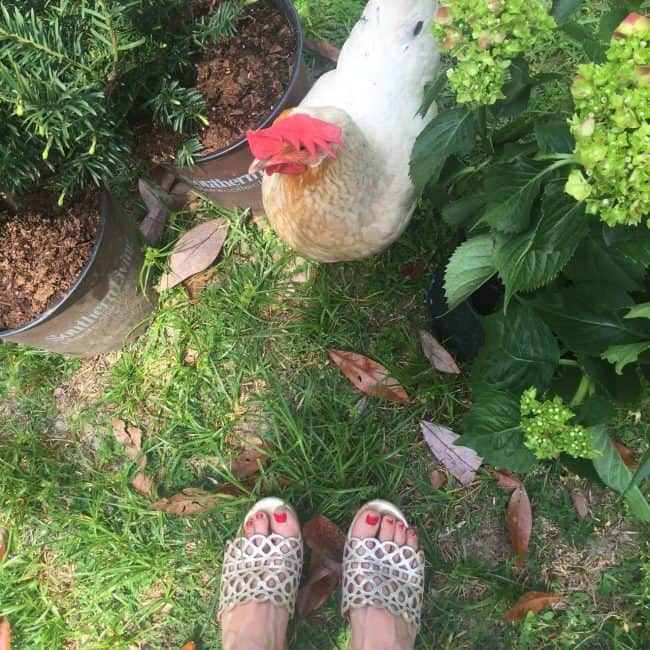 Chicken standing in grass with feet close up