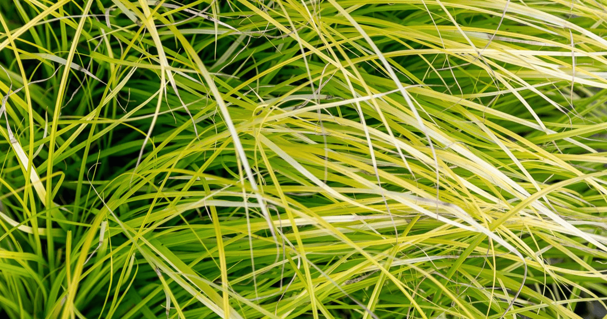 Carex Ornamental grass