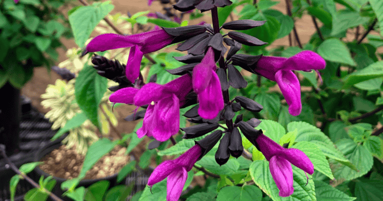 Bodacious® 'Smokey Jazz' Salvia image