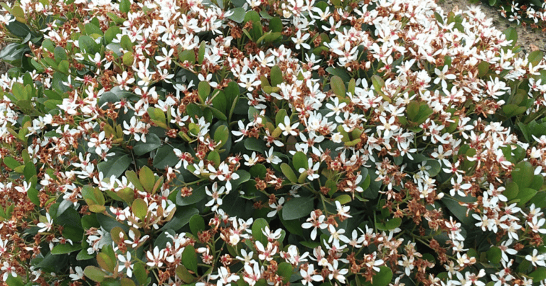Indian Hawthorne - Southern Living Plants