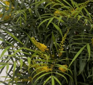 bright-yellow flowers stand atop the slender, bamboo-like foliage like fingers of light
