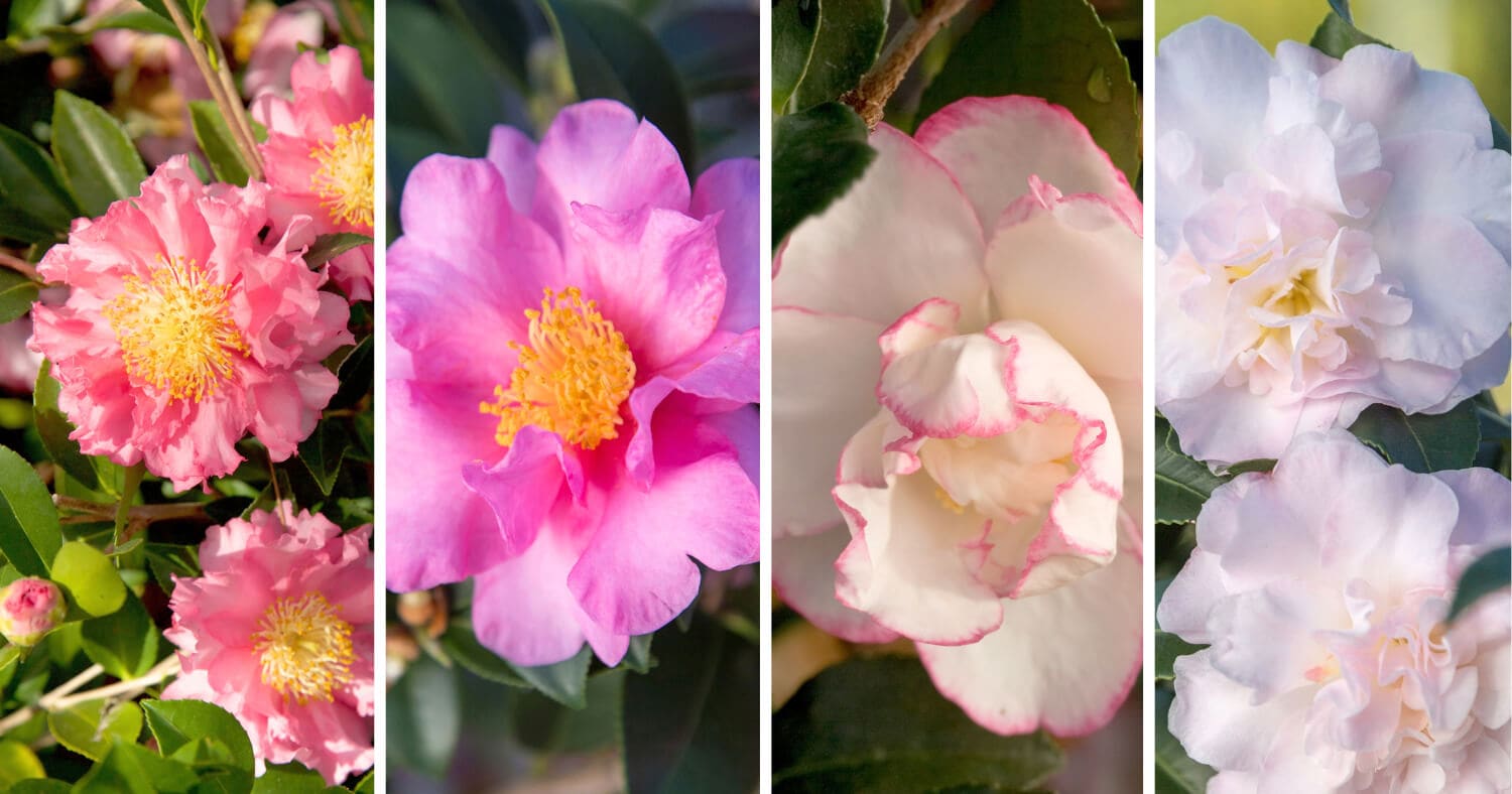 Four fall-blooming camellia varieties shown side by side: pink ruffled October Magic® Carpet™, pink Jessica’s Ruffles™, white and pink October Magic® Inspiration™, and pale blush October Magic® Dawn™.