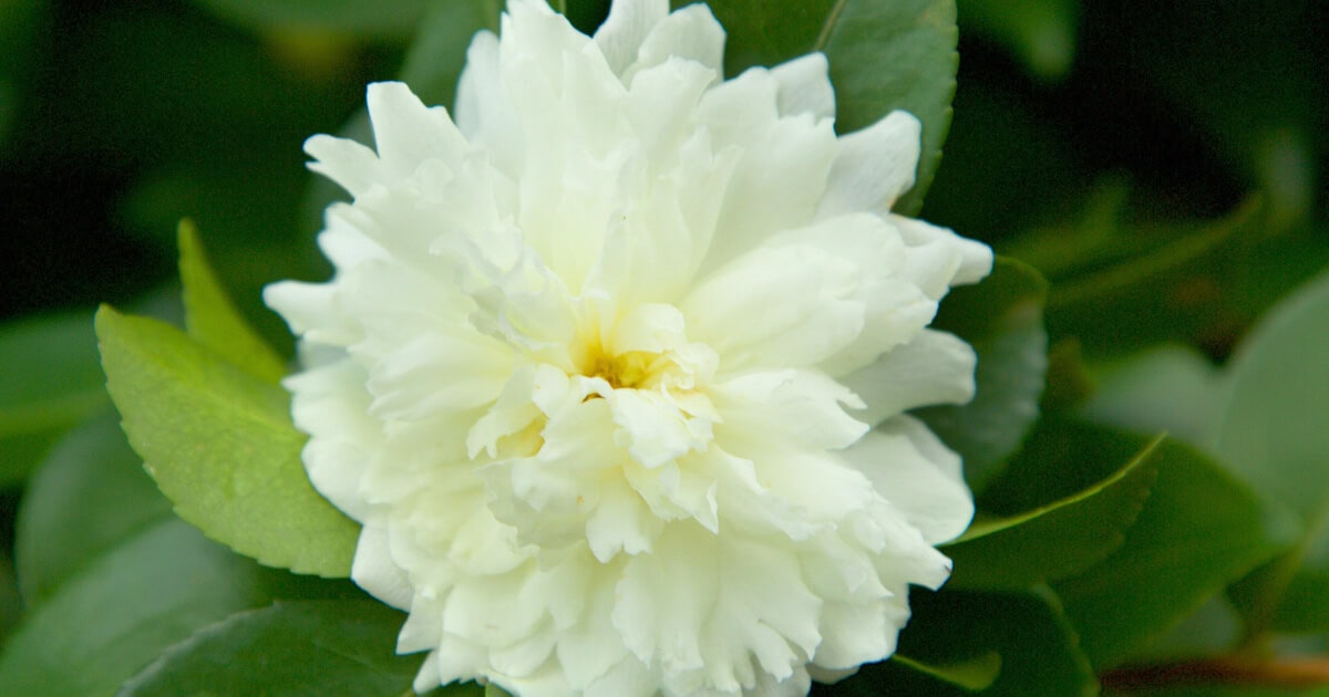 Creamy white October Magic Ivory camellia flower surrounded by glossy green foliage.