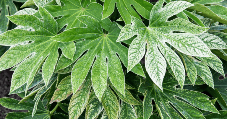 'Spider's Web' Fatsia image