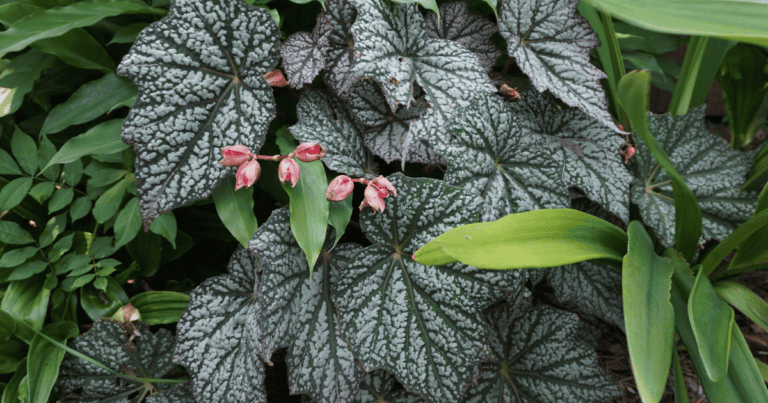 'Sterling Moon' Lunar Lights™ Begonia image