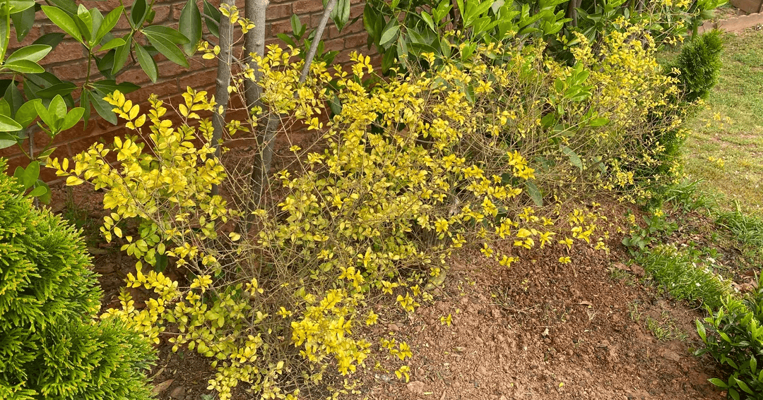 Sunshine ligustrum losing leaves in landscape bed