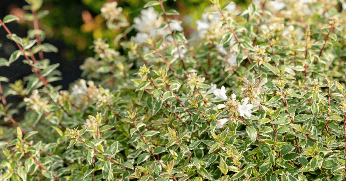 Suntastic Radiance™ Abelia with variegated green and cream foliage and small white flowers in the landscape.