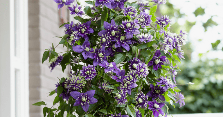 'Taiga' Clematis image