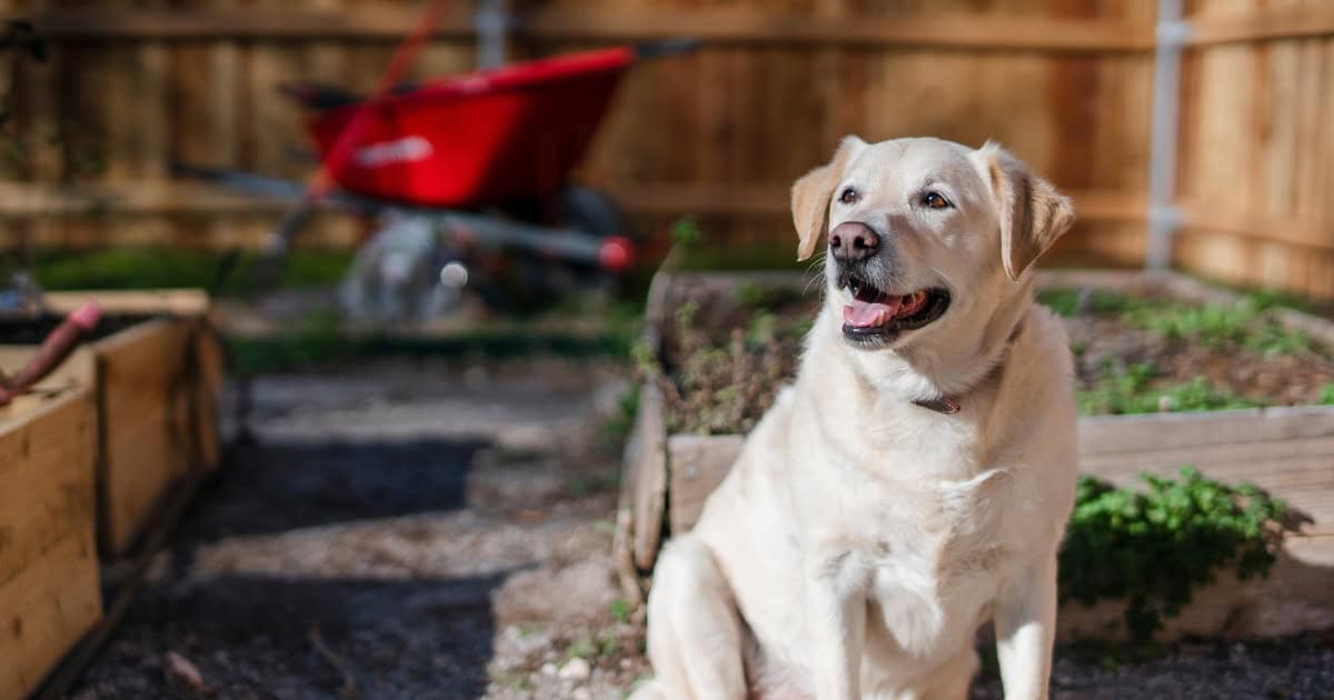 A happy yellow Labrador Retriever sits in a raised garden bed in a fenced backyard, surrounded by pet safe plants, with a red wheelbarrow in the background. The garden is designed to be pet friendly.
