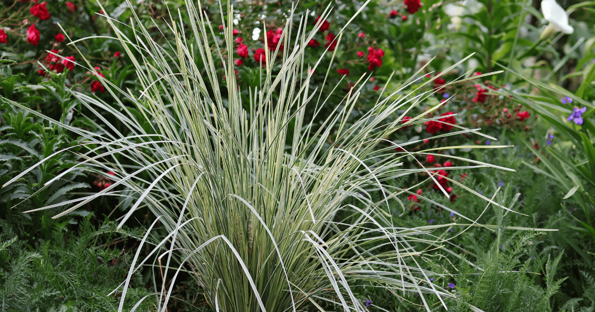 Variegated ornamental grass with narrow cream-and-green leaves growing in a garden filled with red roses and other flowering plants.