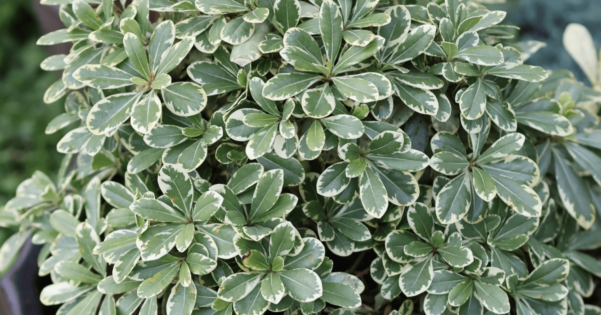 Compact variegated shrub with green leaves edged in cream growing in a black outdoor container.