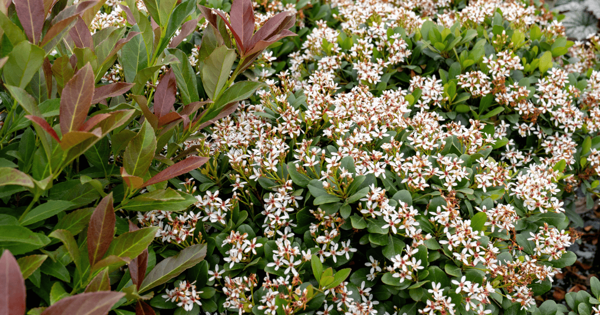 White flowering shrubs covered in small star-shaped blooms beside fresh green and burgundy foliage.