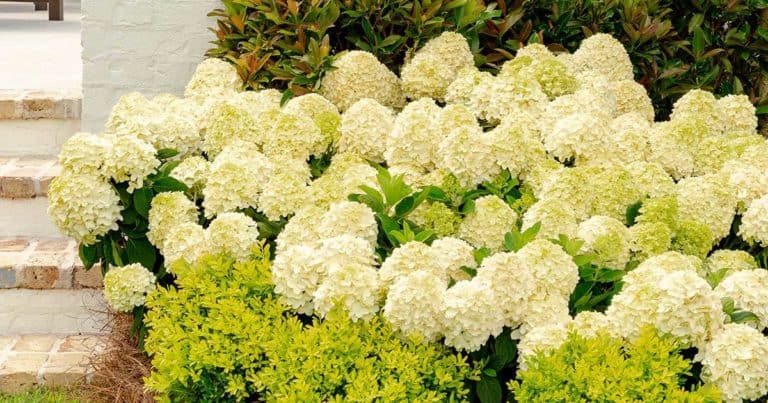 White Wedding Hydrangea