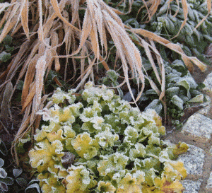 grasses and perennials in winter with frost