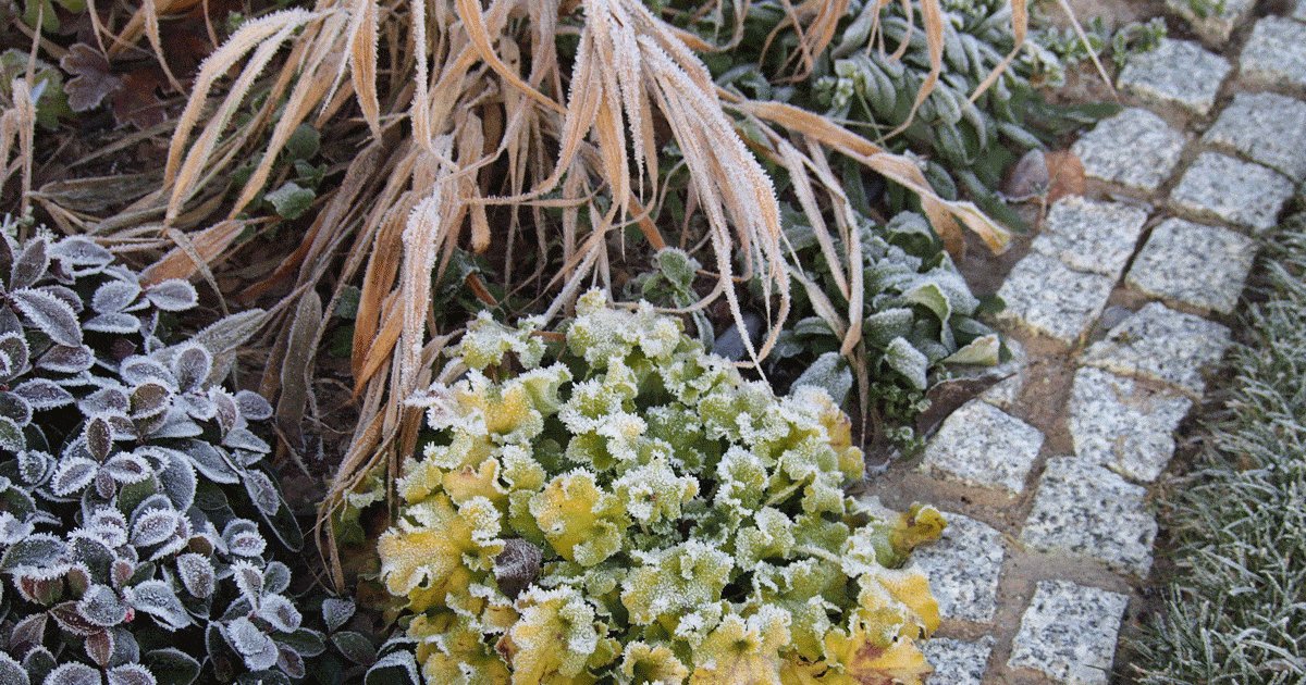 grasses and perennials in winter with frost