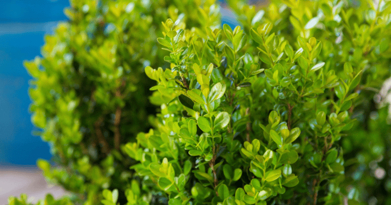 Close-up of green, leafy Winterstar Boxwood with small, bright leaves in focus.