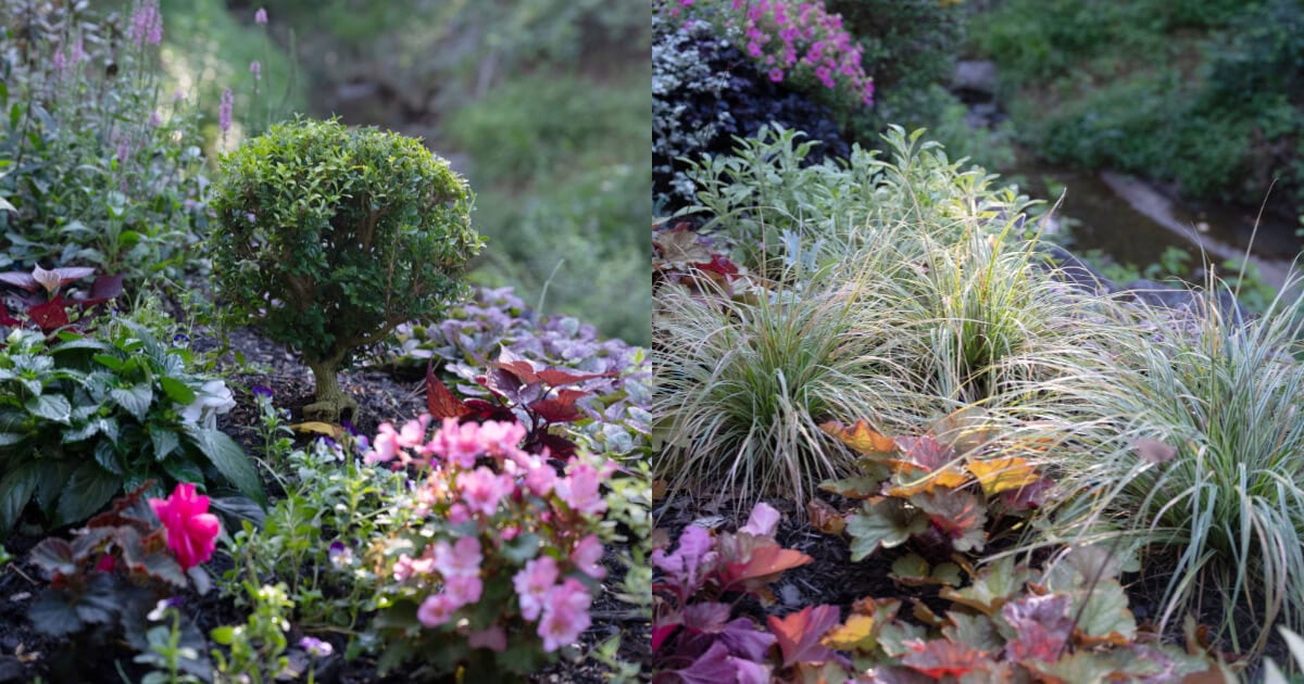 Landscaped garden bed featuring a sculpted Better Boxwood shrub, colorful flowering plants, and ornamental Carex grasses in a lush woodland setting.