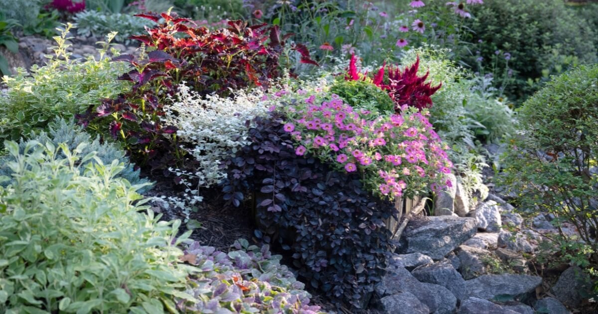 Colorful woodland garden bed featuring Purple Pixie Loropetalum with deep purple foliage, pink flowers, mixed perennials, and natural stone accents.