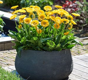 Enjoy extended flowering with up to 100 flowers on 12- to 14-inch stems. For optimum bloom