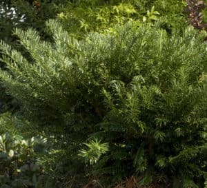Heat tolerant, drought resistant, and shade loving plum yew